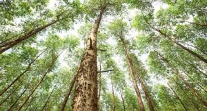Groen initiatief in Suriname; een miljoen bomen in vijf jaar