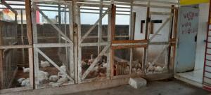 Kippen en varkens te Wanica Zuid-Oost zorgen voor stankoverlast