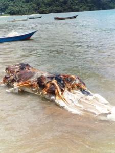 Maleisië: Bizar dood zeemonster aangespoeld aan kust