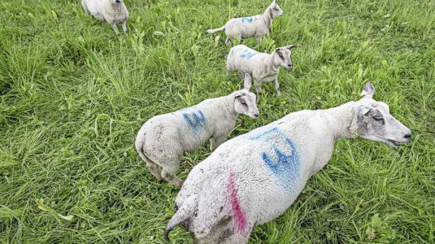 Aantal besmettingen blauwtong stijgt steeds langzamer