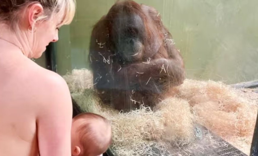 Ierse moeders geven kind in dierentuin borstvoeding om orang-oetan te inspireren