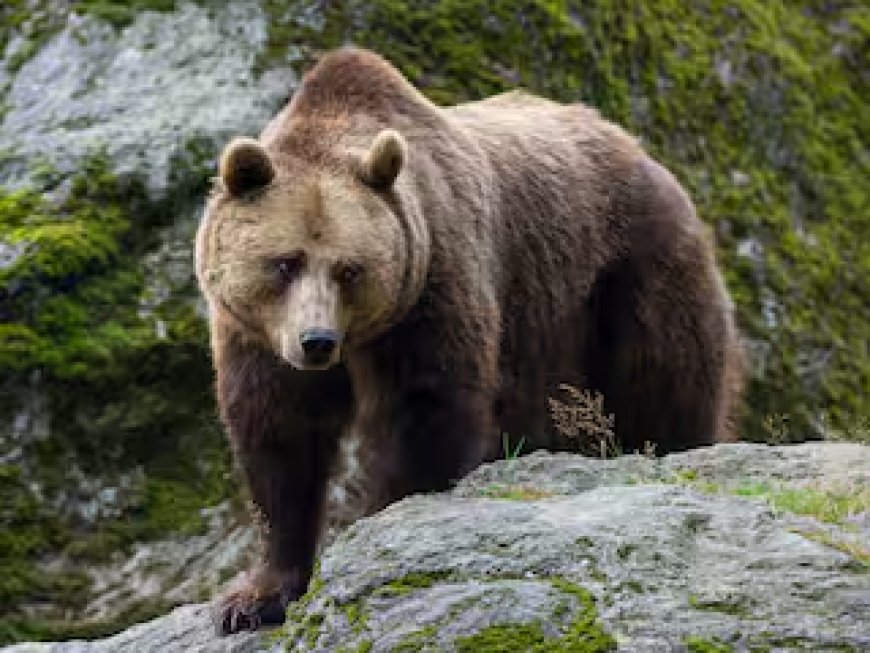 Zweden gaat een vijfde van alle bruine beren in het land afschieten