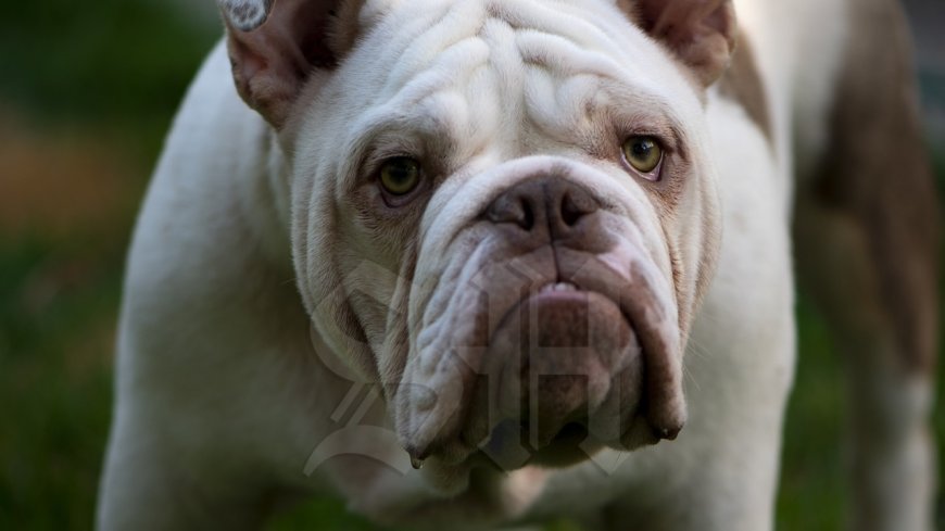 Britse man doodgebeten door eigen bulldog