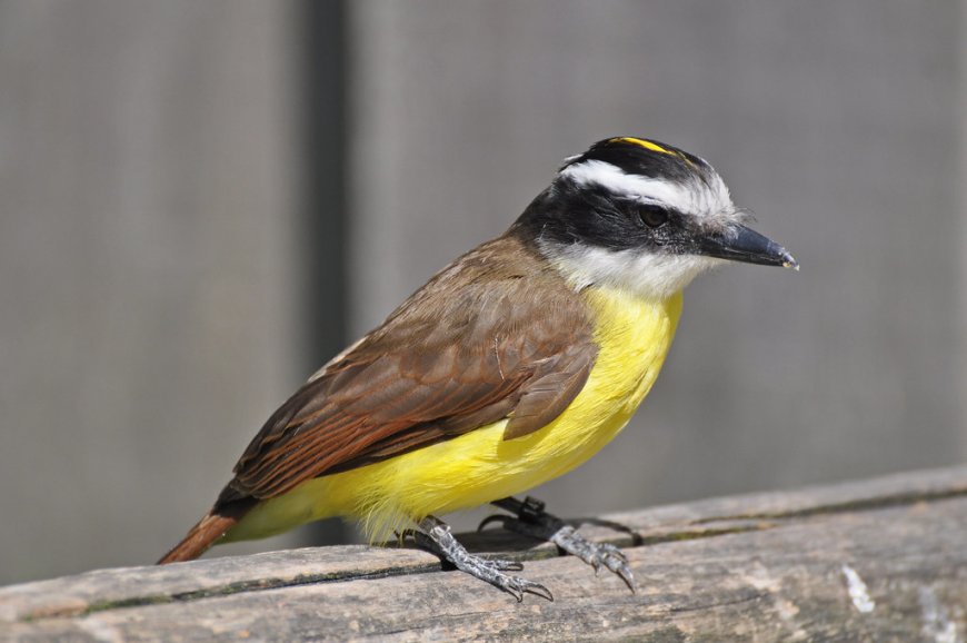 Het wordt tijd regering: eer de Grietjebie als dè nationale vogel van Suriname