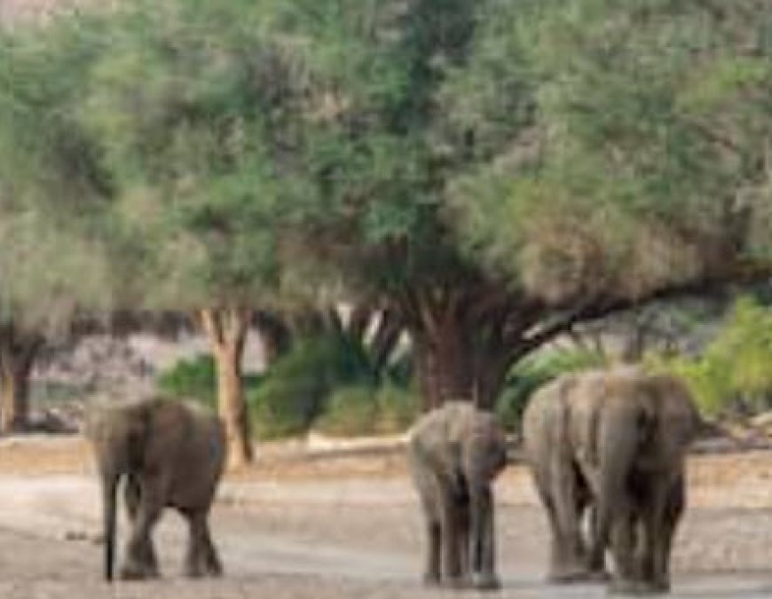 Namibië schiet olifanten, nijlpaarden en zebra’s af om bevolking te voeden