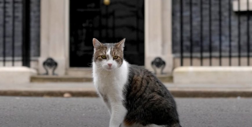 10 Downing Street bereidt zich voor op overlijden Larry The Cat