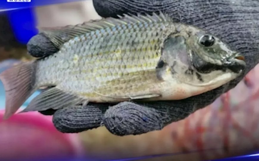 Thailand strijdt tegen overvloed aan tilapia en biedt 40 cent per gevangen kilo