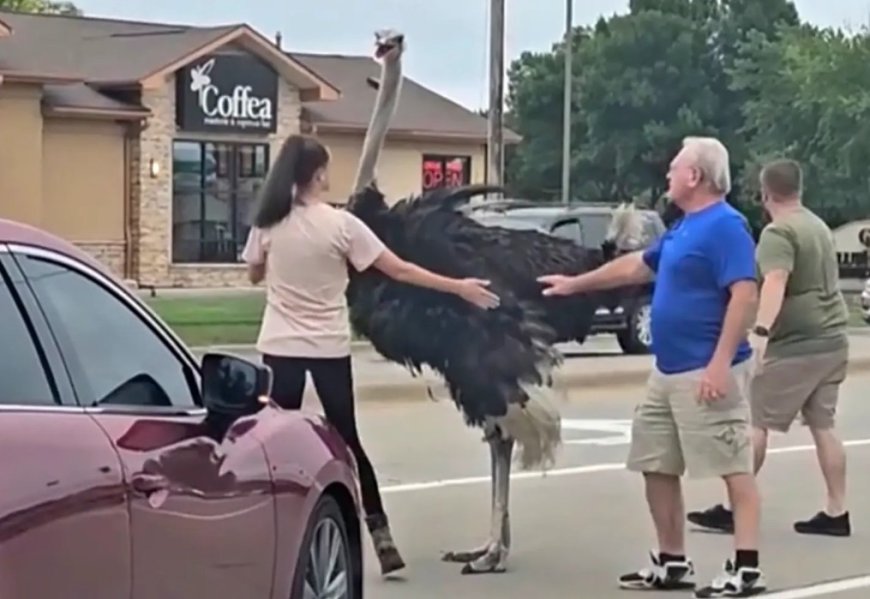 Struisvogel legt verkeer plat op drukke weg in South Dakota, VS 