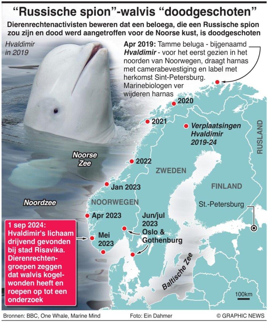 “Russische spion” walvis “doodgeschoten”