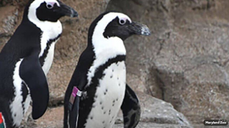 Overleden pinguïn ‘Mr. Greedy’ (33) in dierentuin Baltimore (VS) laat 230 nakomelingen) na