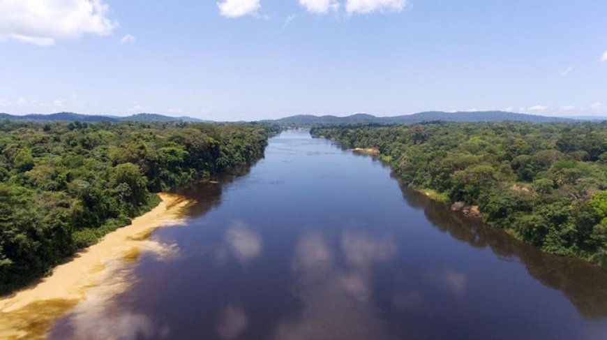 Suriname wil verdienen aan bosbehoud; biedt 1,5 miljoen aan koolstofkredieten aan