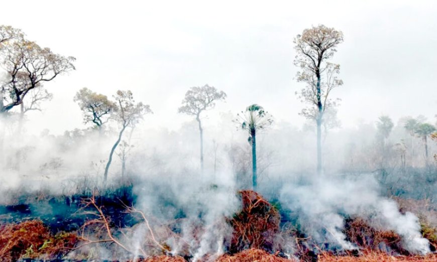 Tropenbos Suriname pleit voor programma ‘brandslimme’ landschappen