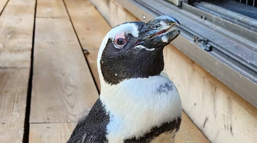 Japan vindt in gevangenschap geboren pinguïn na twee weken terug in open zee