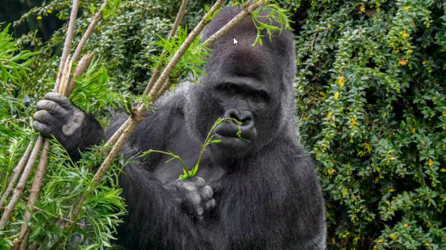 Gorilla’s die helende planten eten kunnen helpen bij zoektocht nieuwe medicijnen