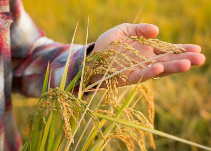 Boeren willen padie verkopen in Guyana