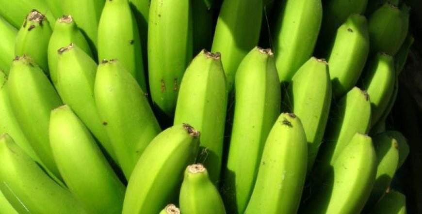 Bananenexport stagneert door tekort verpakkingsmateriaal