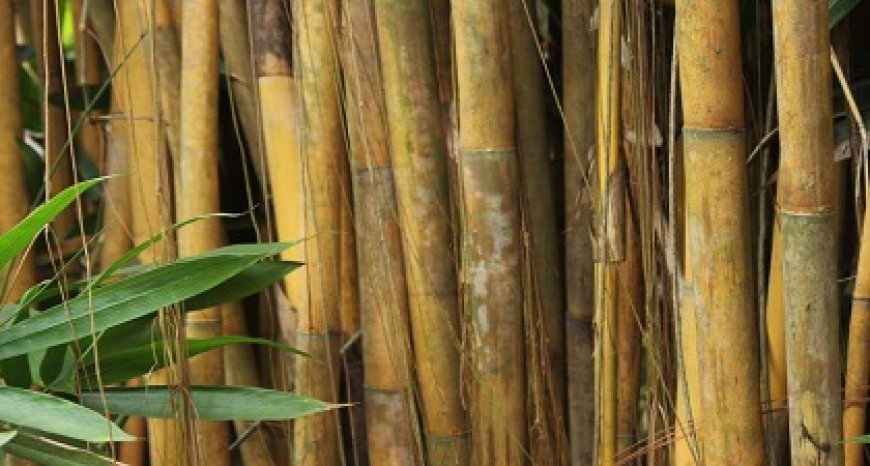 Gebruik van bamboe in plaats van traditionele bouwmaterialen van belang voor Suriname