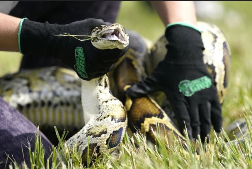 Grote Prijswinnaar Verwijdert 20 Birmaanse Pythons uit de Wildernis in Florida