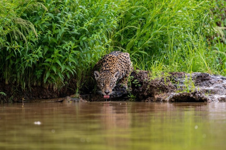 Vernietiging van Braziliaanse Pantanal met behulp van “Agent Orange”