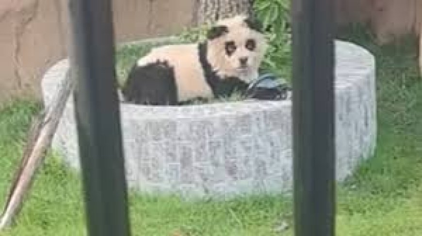 Chinese dierentuin geeft toe dat hun ‘panda’s’ geverfde honden zijn