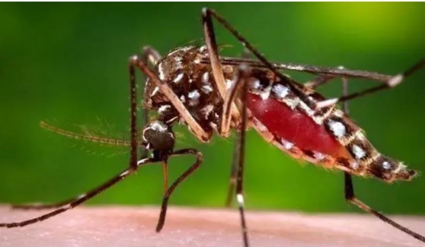 Trinidad & Tobago: Sterfgevallen door Dengue Koorts Stijgen tot 18, Zeven in September