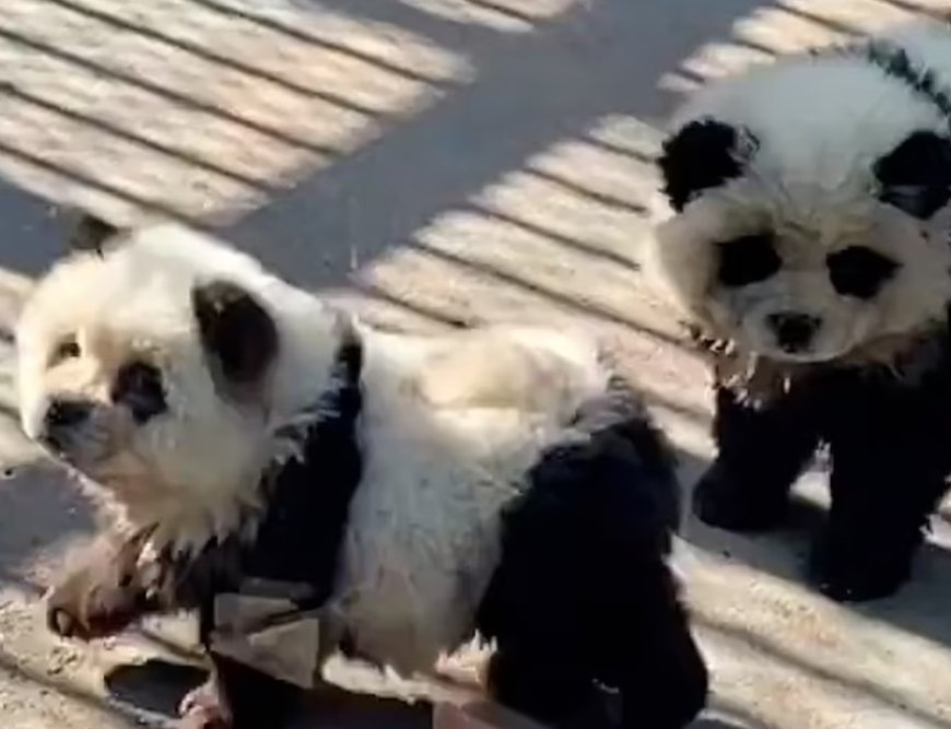 Chinese dierentuin erkent dat panda’s zwart-wit geverfde honden zijn