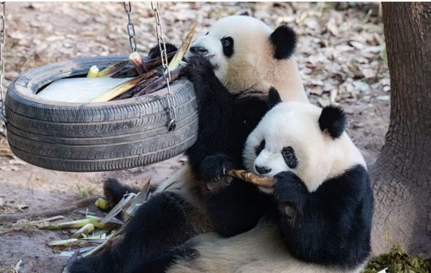 Chinese Panda’s Recreëren Schattige Goudlokje Scene bij Chongqing Zoo