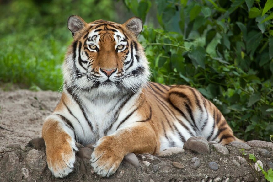 WNF-Nederland brengt 2 Siberische tijgers naar Kazachstan