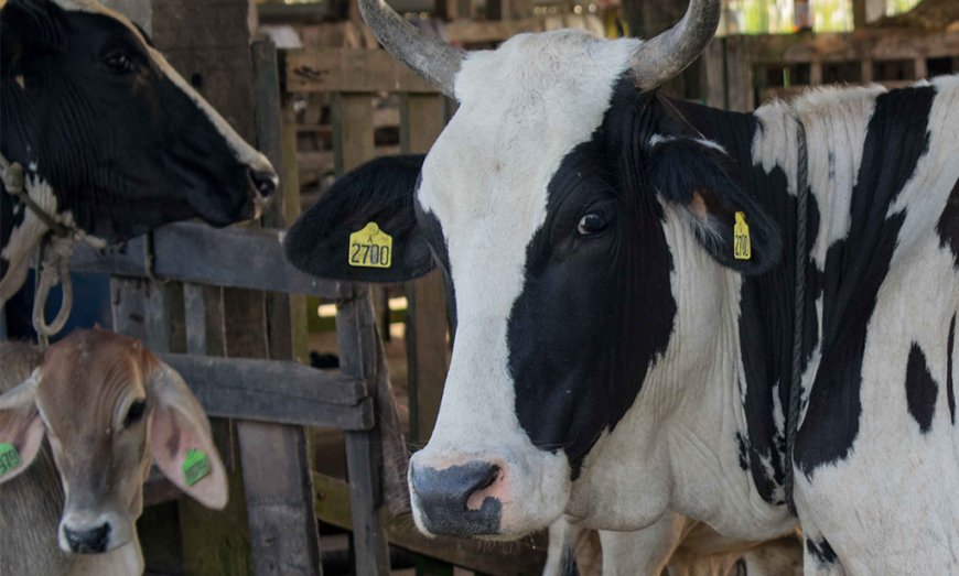 Warme weer leidt tot afname melkproductie bij koeien