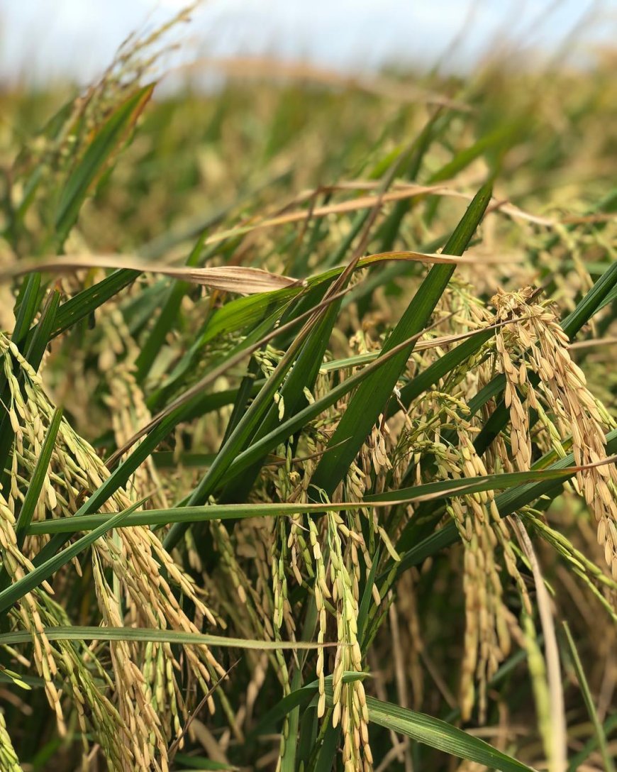 Boeren willen zelf chemicaliën en meststoffenimporteren