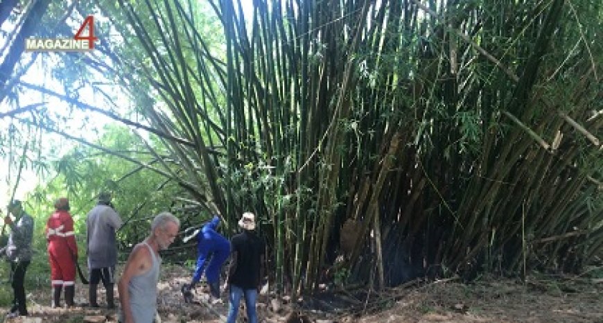 De ‘bamboevrouw van Suriname’ interesseert velen voor het gebruik van bamboe