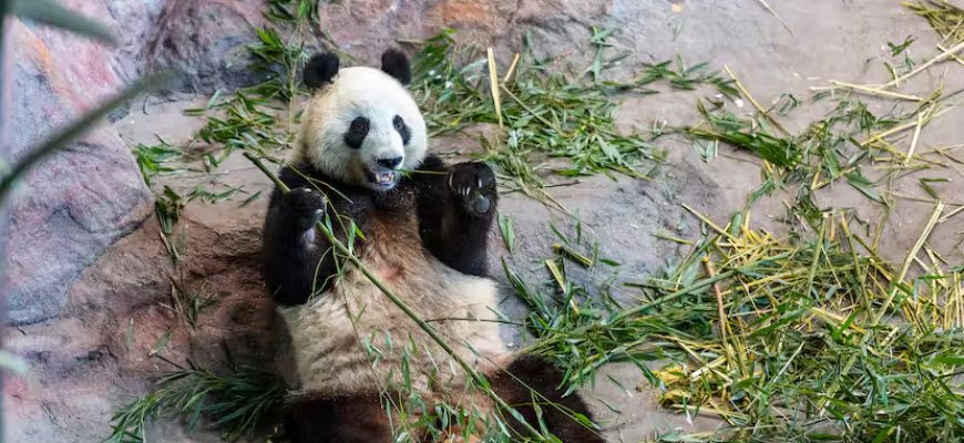 Finse dierentuin stuurt panda’s terug naar China omdat ze te veel kosten