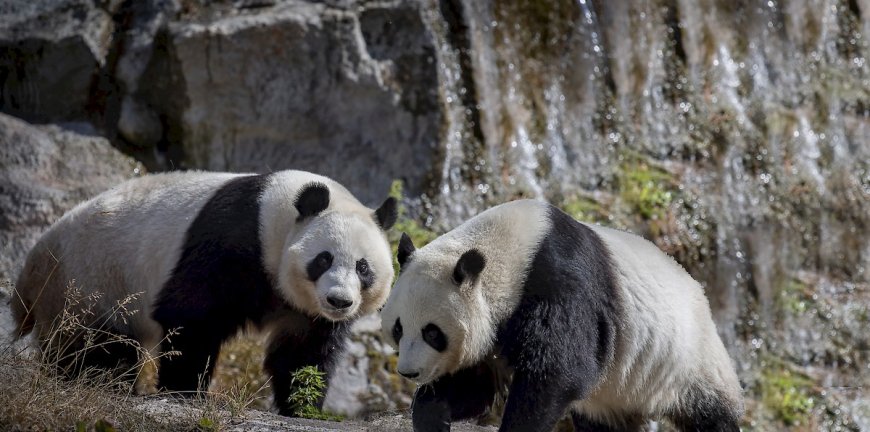 Dierentuin in Finland stuurt reuzenpanda’s terug naar China: te duur