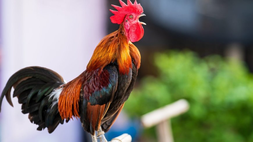 Hanen kraaien zonder gehoorschade: Ingebouwde bescherming tegen lawaai