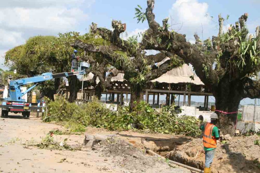 “Amandelbomen Waterkant in deskundige handen”