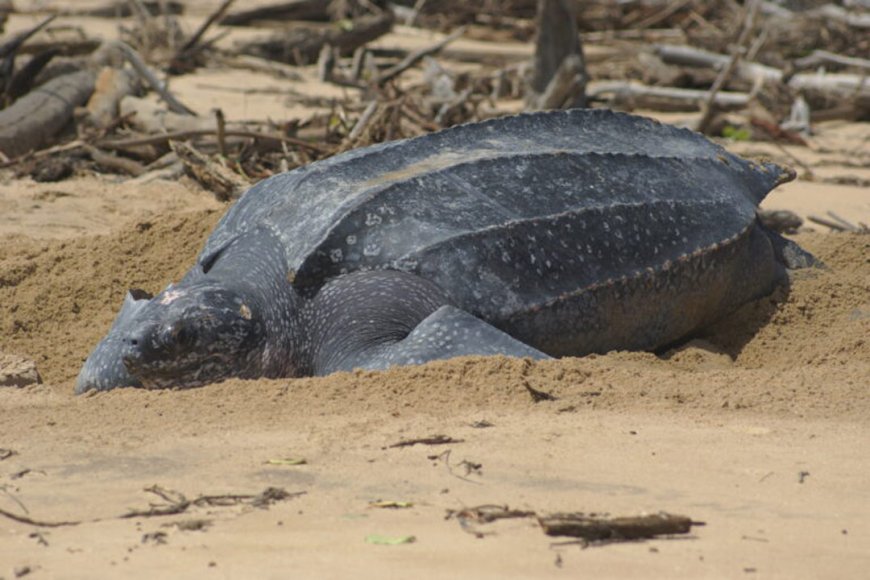 Broedplaats zeeschildpadden in Suriname aan het verdwijnen