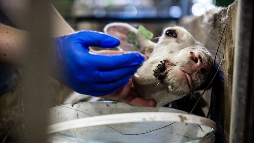 Nieuw type blauwtongvirus in Nederland, onduidelijkheid over vaccin