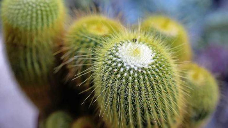 Duitse stad verbiedt cactussen in openbare ruimtes nadat man zich aan plant verwondt