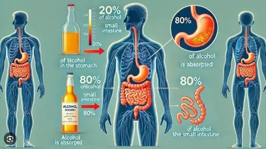 De onzichtbare tol van teveel alcohol voor het lichaam