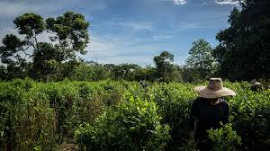 Cocaïneproductie Colombia steeg naar recordhoogte in 2023