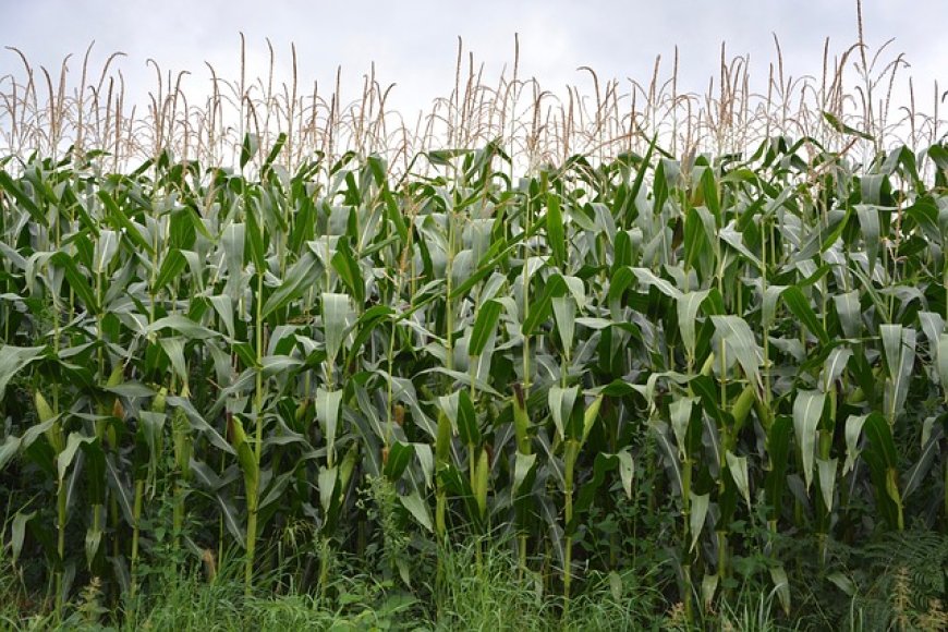 Agrarische sector heeft niet veel aan sierpaarden