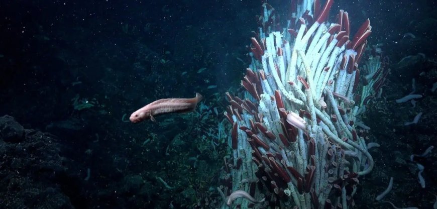 Onderzoekers ontdekken voor het eerst dieren onder de zeebodem