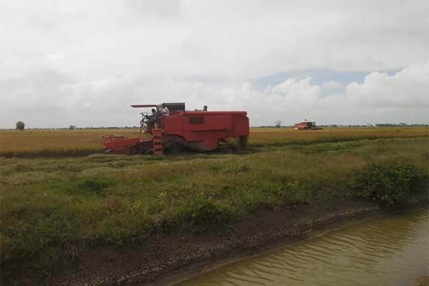 Toegezegde compensatie uitbetaald aan rijstboeren