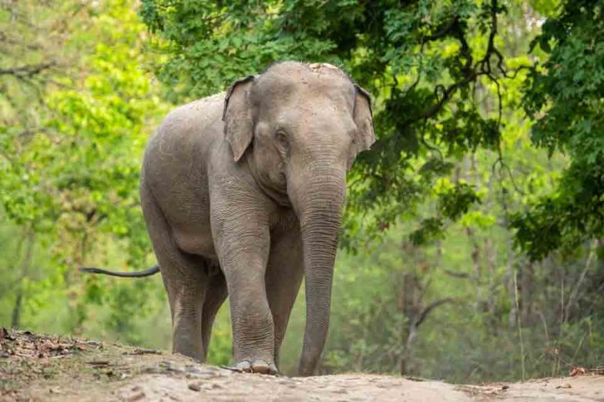 Man wil selfie nemen met olifant, maar dat gaat gruwelijk fout: ’Het dier was erg agressief’