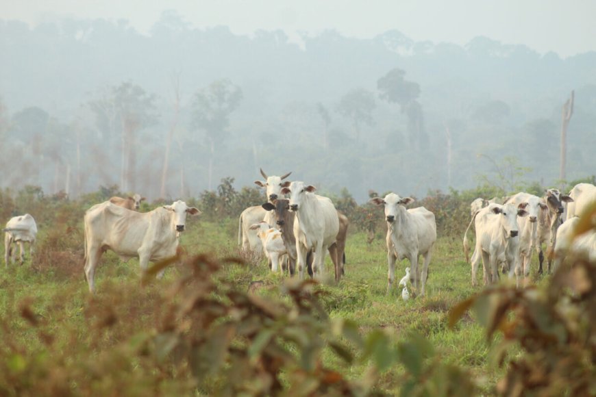 Brazilië legt vleesverpakkers $ 64 miljoen boete op voor kopen vee van ontbost Amazonegebied