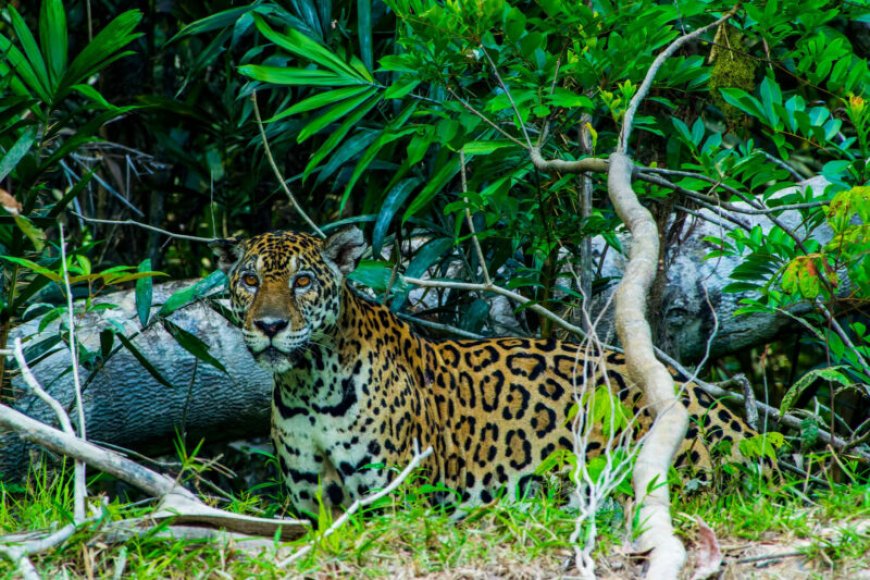 Wekenlange expeditie Surinaams bos succesvol, prachtig, maar uitdagend