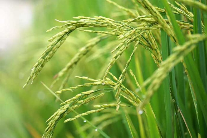 Boeren wijten lage opbrengst oogst aan slechte kwaliteit zaaizaad