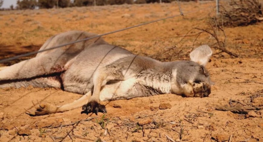 Tweede Kamer wil verbod op kangoeroeproducten: ‘De jacht op deze dieren is gruwelijk’