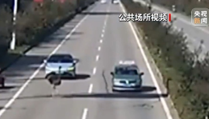 Struisvogel gespot op snelweg in Oost-China