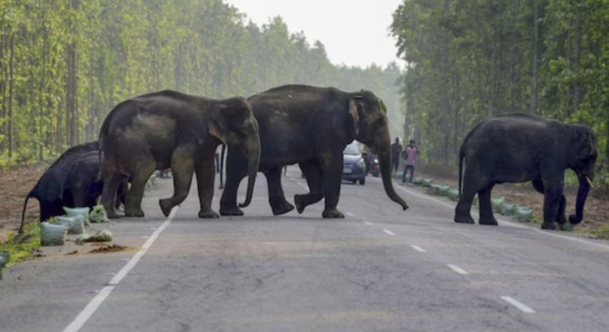 Alarm na dood van 10 olifanten in Indiaas nationaal park